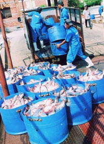 Mỡ cá tra "lên ngôi!"