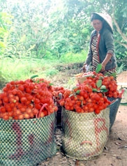 "Giấy thông hành" cho trái cây sang Mỹ