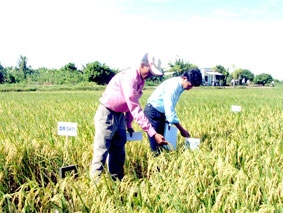 Đề xuất 9 giống lúa triển vọng, kháng sâu bệnh và có phẩm chất tốt