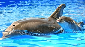 Cá heo con nhận biết mẹ