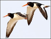 Nguyên đơn là chim