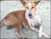 Khuyển gây rối trật tự công cộng