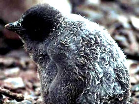 Đời sống sinh vật đang bị xáo trộn