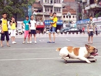 Cún ghiền trượt ván