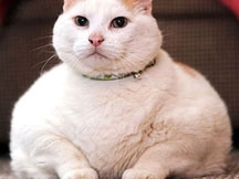 Ai là chủ con mèo béo phì này?