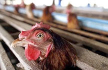 Vật liệu xây dựng từ... lông gà