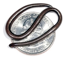 Con rắn nhỏ nhất thế giới