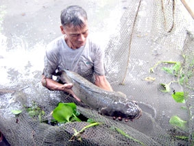 Cá lóc nặng khoảng 10 kg