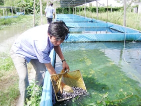 Cần quan tâm phát triển bền vững