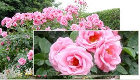 Oneloupe 1.03 - Chiếc kính lúp hữu dụng cho PC