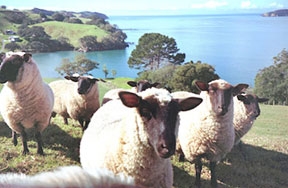 New Zealand: 1 người/8cừu