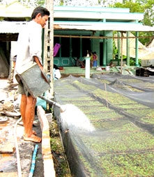 Ươm những mầm xanh