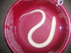 Một hộ dân nuôi lươn màu trắng