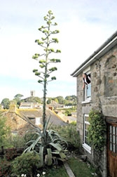 Cây lùn đột nhiên lớn nhanh