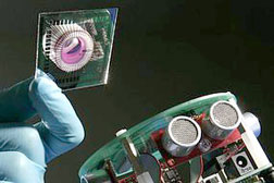 Robot có não sinh học