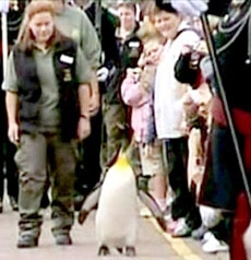 Phong hiệp sĩ cho... chim cánh cụt !