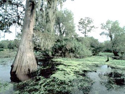 “Lắng nghe” tảo để biết chất lượng nước