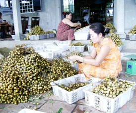 Hấp dẫn nhãn xuồng cơm vàng!