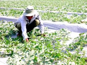 Hướng đến xuất khẩu, cung cấp dịch vụ nông nghiệp công nghệ cao cho vùng ĐBSCL