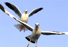 Scotland tuyên chiến với hải âu