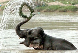 Voi cũng biết làm toán