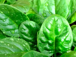 Tơ tằm không chỉ dùng dệt vải