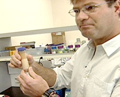 Nhiên liệu từ khuẩn E.coli