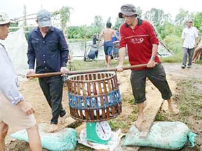 Cá tra nguyên liệu tăng giá, bắt đầu cuộc giằng co mới?