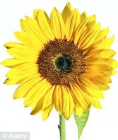 Dầu thực vật giúp “bôi trơn” cơ thể