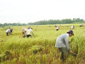 Đời thợ gặt
