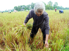 Đời thợ gặt