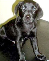 Banh golf trong bụng chó