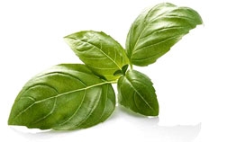 Rau quế giúp duy trì tuổi xuân