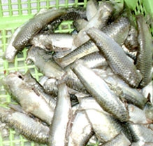 Nâng cao giá trị cá linh