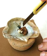 Một con hàu có đến 26 viên ngọc