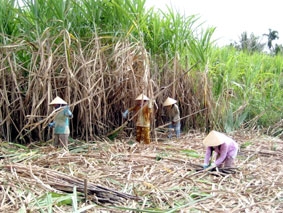 Giải pháp nào để chấm dứt tình trạng tranh mua mía nguyên liệu ?