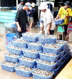 Thận trọng với vụ nuôi mới