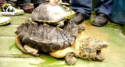 Rùa miệng đại bàng