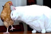 Đôi bạn mèo - gà