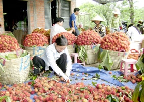 Nghịch lý giá chôm chôm