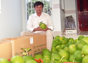 Bưởi da xanh được đánh giá cao ở nước ngoài