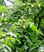 Cây sinh ra aspirin khi bị stress