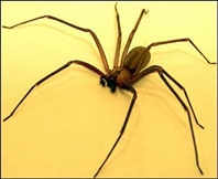 Loài kiến 120 triệu năm tuổi