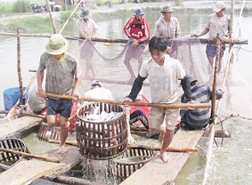 Nông dân và doanh nghiệp "rượt - đuổi" đến bao giờ?