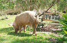 Người lại sợ... heo