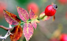 Quả tầm xuân giúp chống viêm khớp