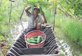 Hiệu quả bước đầu mô hình sản xuất rau an toàn