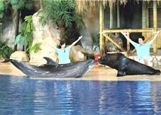 Cá heo hôn sư tử biển