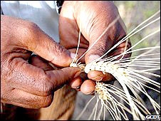 Thế giới tìm kiếm cây lương thực “kháng khí hậu”