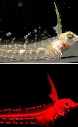 Cá phát ánh sáng đỏ dưới sóng biển